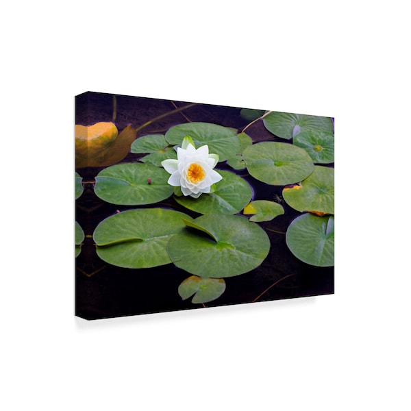 Michael Blanchette Photography 'Resting On A Pad' Canvas Art,16x24